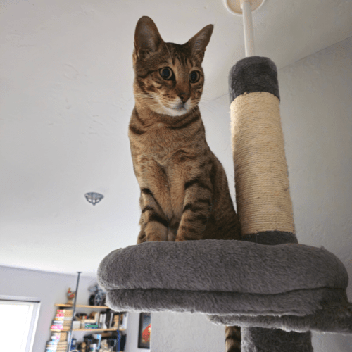 Vertical Scratching Post