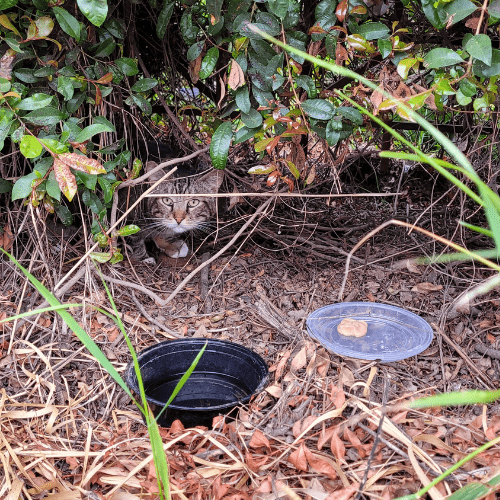 Cat Looking At Wet Food