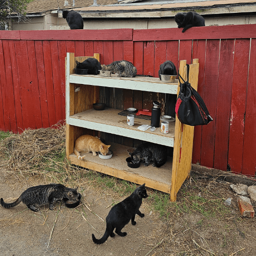 Cats At A Feeding Station