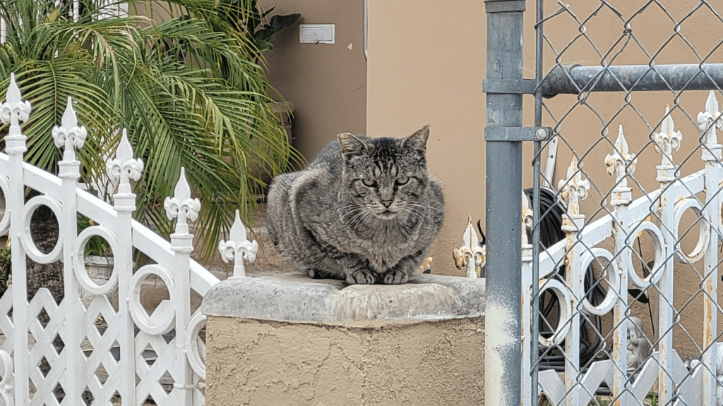 Cute Grey Cat Sitting Outside