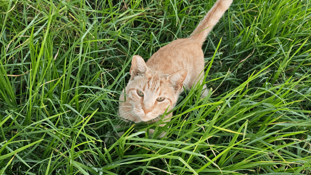 Cute Orange Cat Playing In Grass