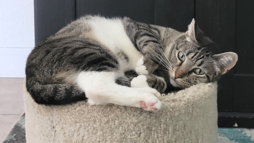 Cute Tabby Cat