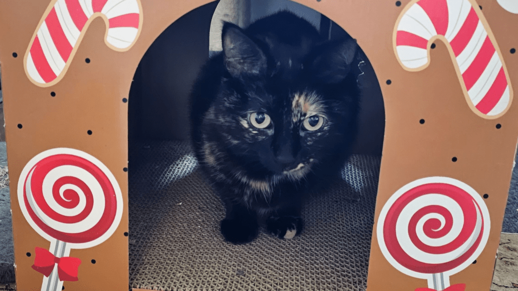 Cute Tortie Cat