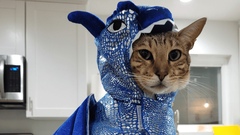 101 Game of Thrones Names for Cats Plus 21 GOT Dragon Names