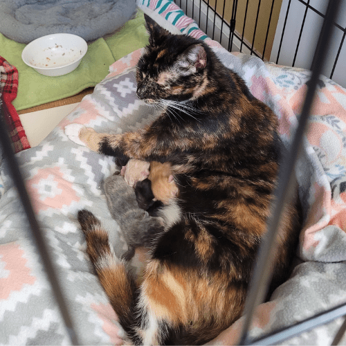 Mother Cat Feeding Kittens