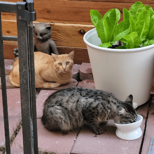Outdoor Cats Eating From Elevated Food Dish