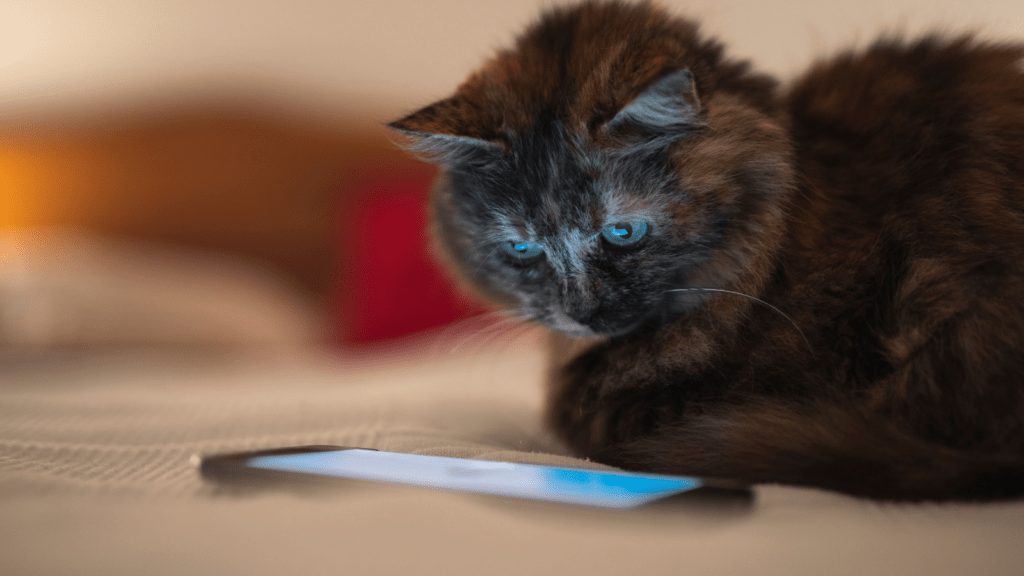 Cat Playing A Cat App On A Phone