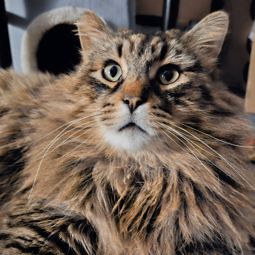 Fluffy Ragdoll Cat