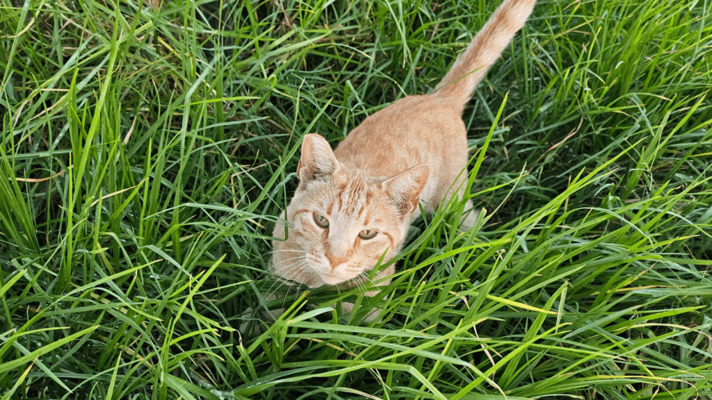 Whisker Tracker Stray Cat Picture