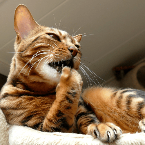 Cat licking paw