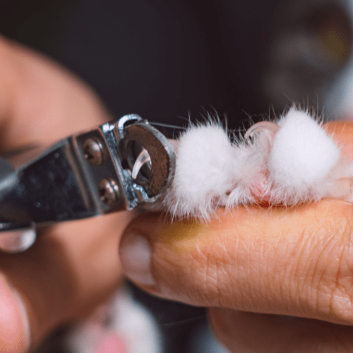 Cat nail trimming
