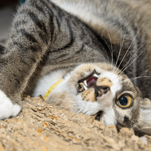 Cat scratcher
