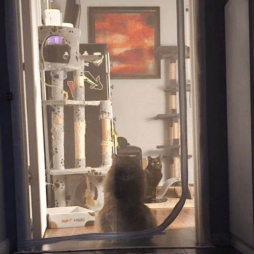 Cats in a quarantine room