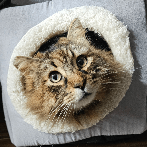 Fluffy cat hiding