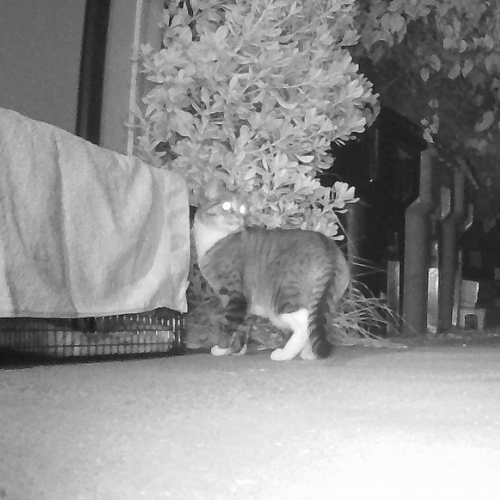 Missing cat going into a trap