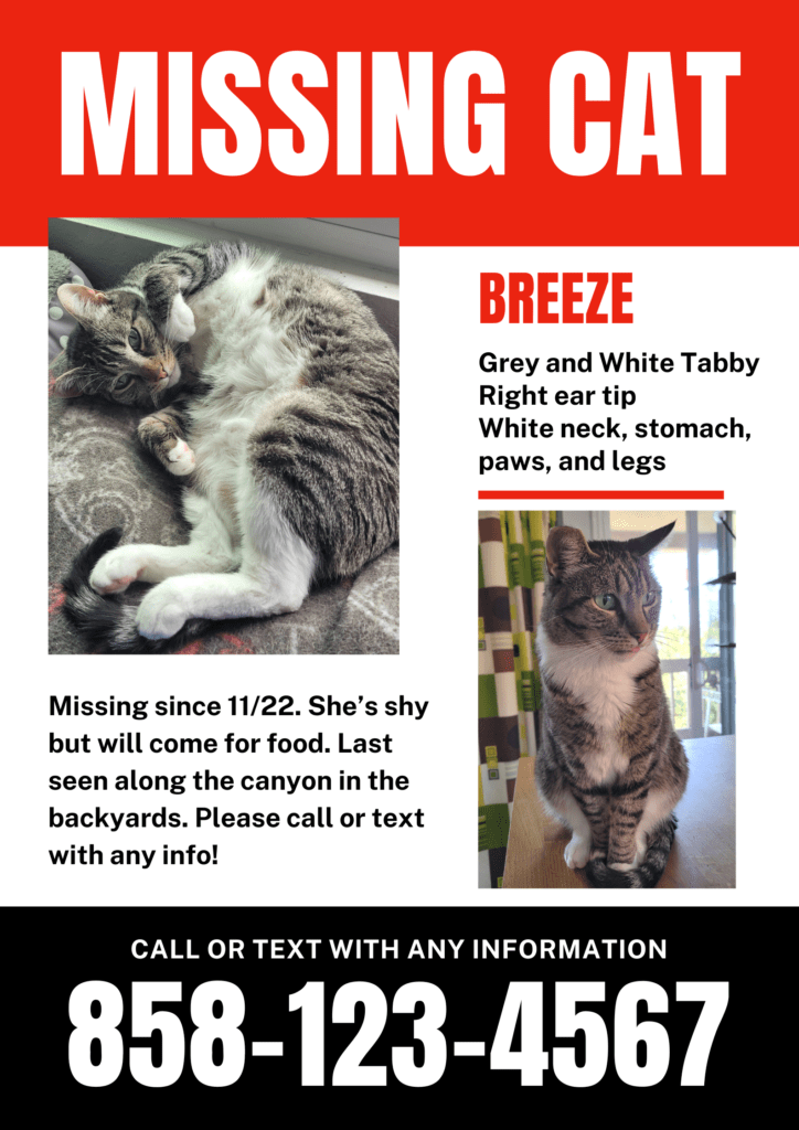 Missing cat poster