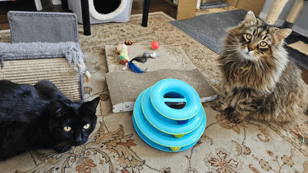 Two cats socializing