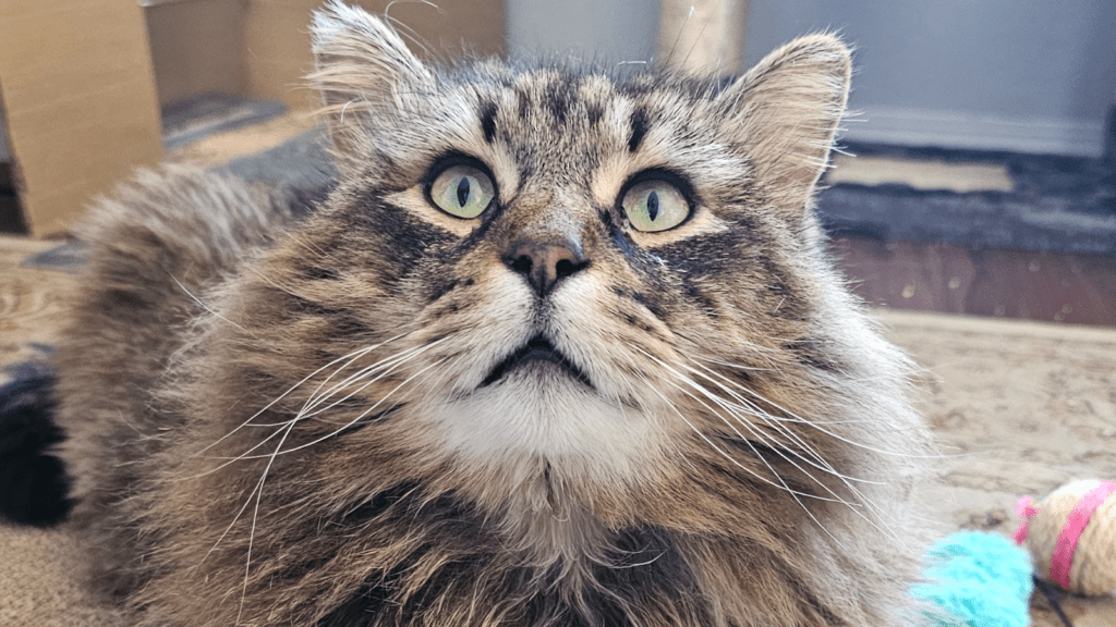 Unique Fluffy Maine Coon Cat