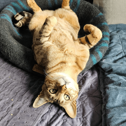 Cute indoor cat laying upside down