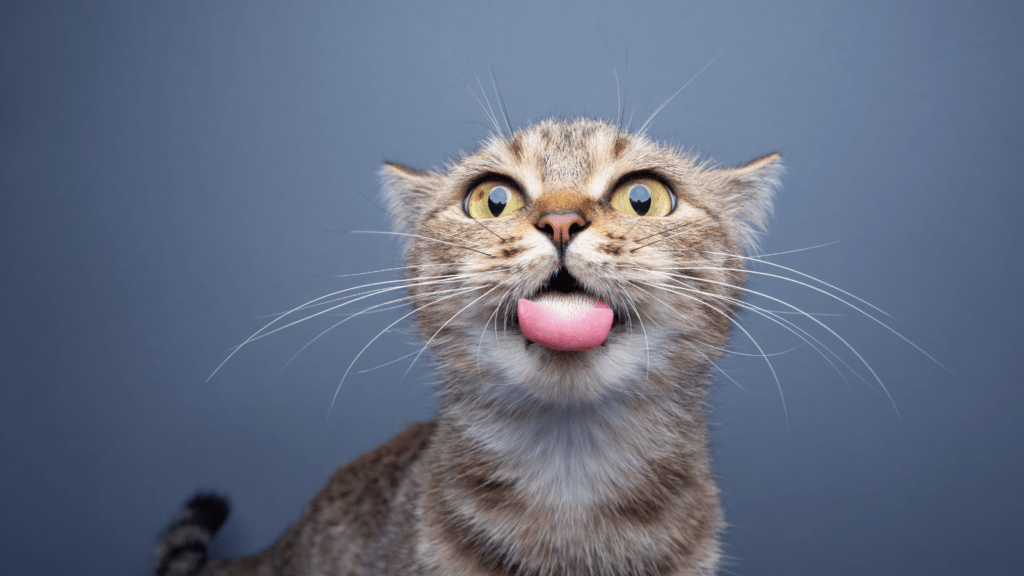 Weird cat sticking tongue out