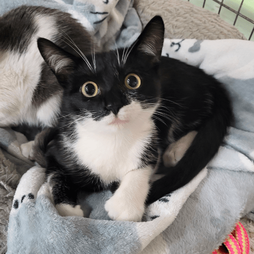 Anastasia Black and White Kitten