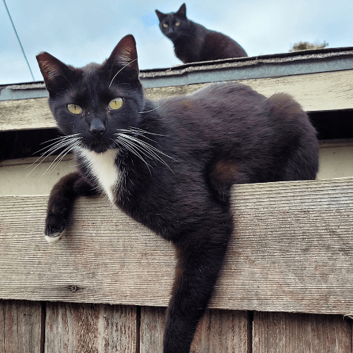 Black and White Cat - Sephiroth