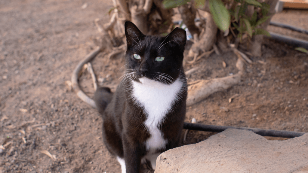 Cute tuxedo cat