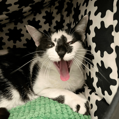 Skeletor Black and White cat