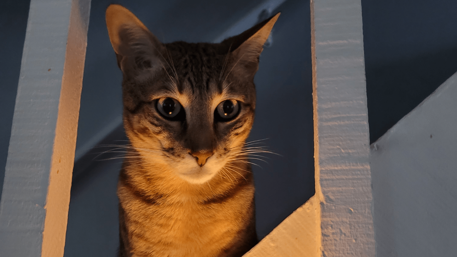 Halloween Cat Names
