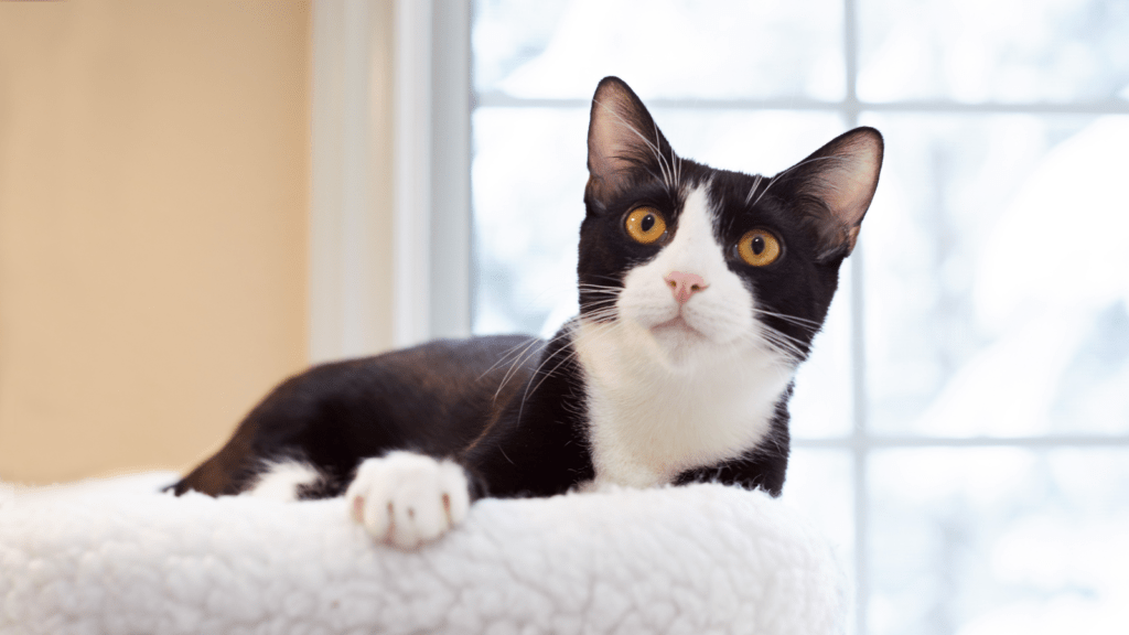 Tuxedo Cat