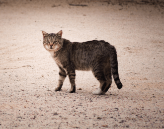 Cat Advocacy