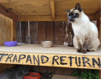 Trap and Return feral cat